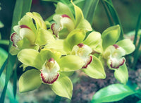 Green Orchid Flower Seeds for Planting – Hardy Variety Heirloom & NonGMO Home Garden Seeds
 
 Sale