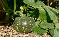 Green pumpkin seeds for planting non GMO variety