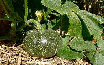 Green pumpkin seeds for planting non GMO variety