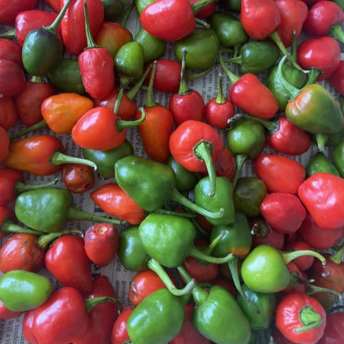 Healthy green and red chili plants grown from premium seeds
