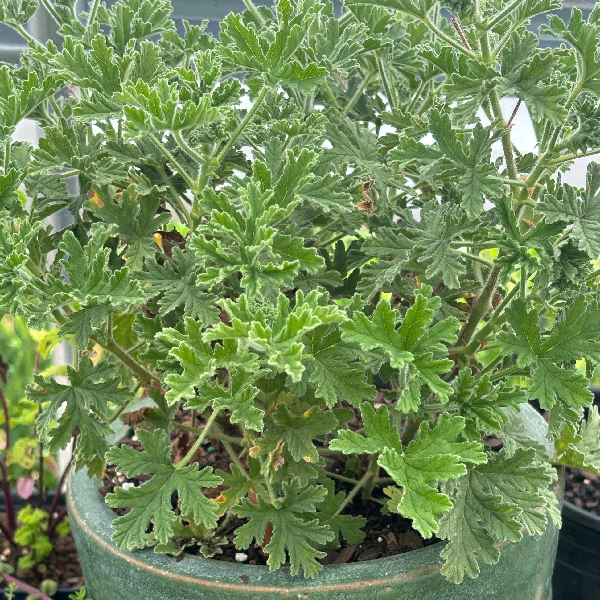 Army Green Univalve Geranium Flower seeds for Planting Garden Favorite Heirloom & GMO Free Seeds for Home Garden