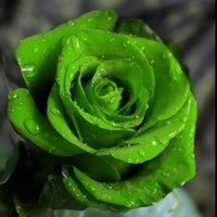 Green Roses Flower seeds for Planting Compact Growth Heirloom & GMO Free Seeds for Home Garden 
 
 Sale