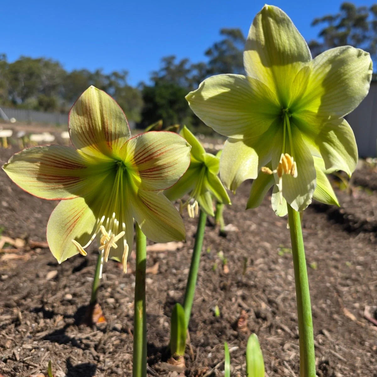 Hippeastrum Army Green Flower seeds for Planting - Pollinator Friendly, Heirloom & GMO Free Seeds for Home Garden