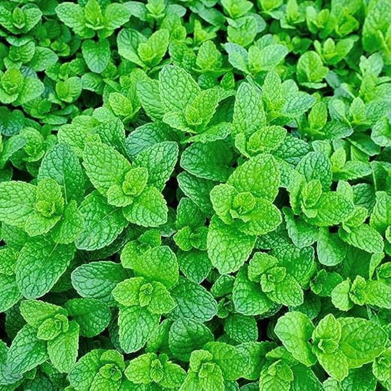 Green Vietnamese Mint Seeds for Easy Garden Planting