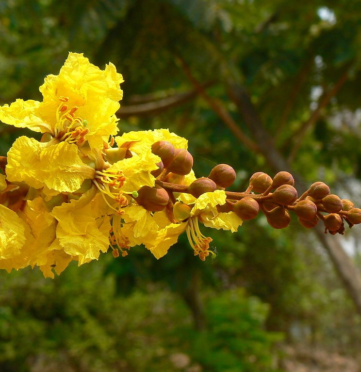 Peltophorum Flower seeds for Planting Low Maintenance Heirloom & GMO Free Seeds for Home Garden