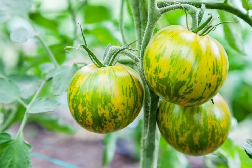 Green Zebra cherry tomato plants grown from seeds