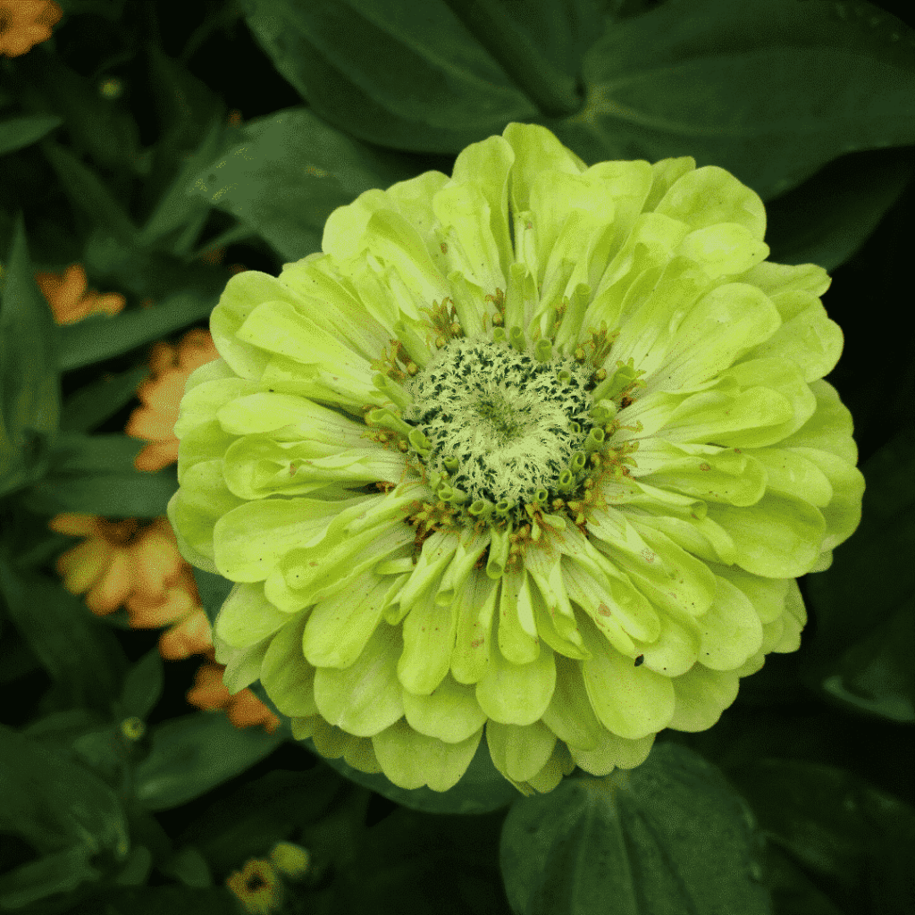Light Green Zinnia Flower seeds for Planting - Premium Quality, Heirloom & GMO Free Seeds for Home Garden