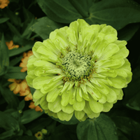 Light Green Zinnia Flower seeds for Planting - Premium Quality, Heirloom & GMO Free Seeds for Home Garden