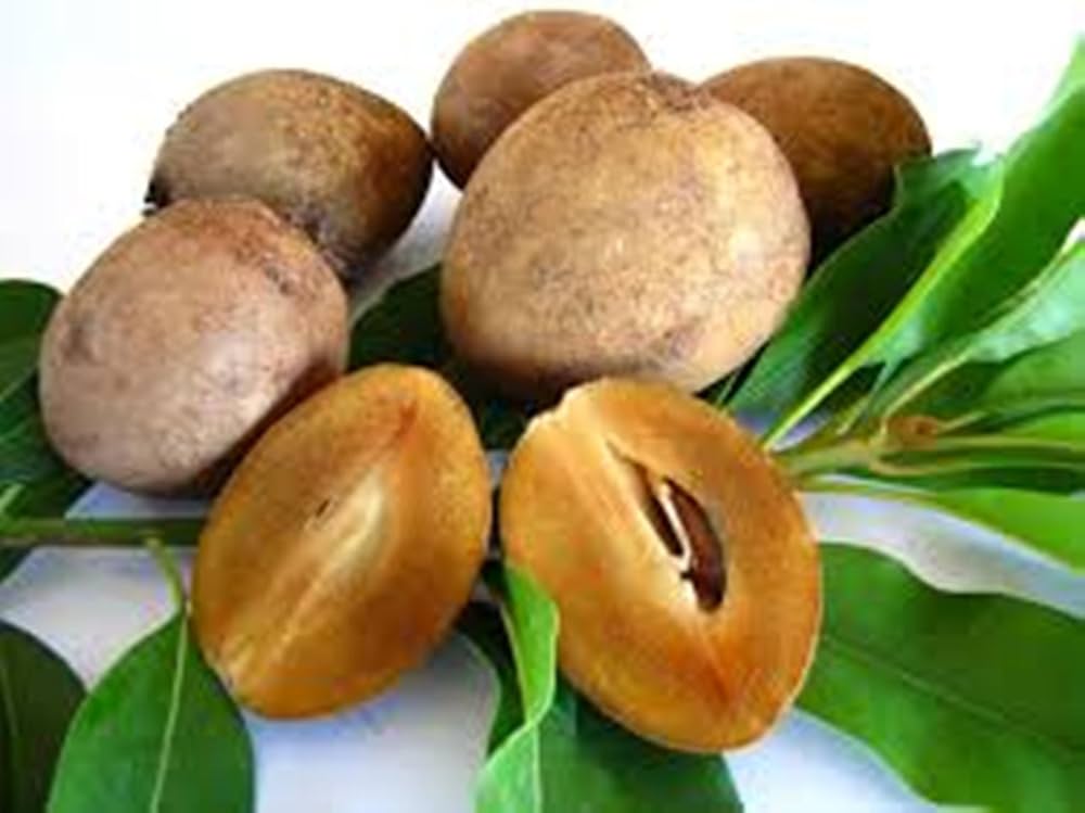 Young Sapodilla seedlings in greenhouse