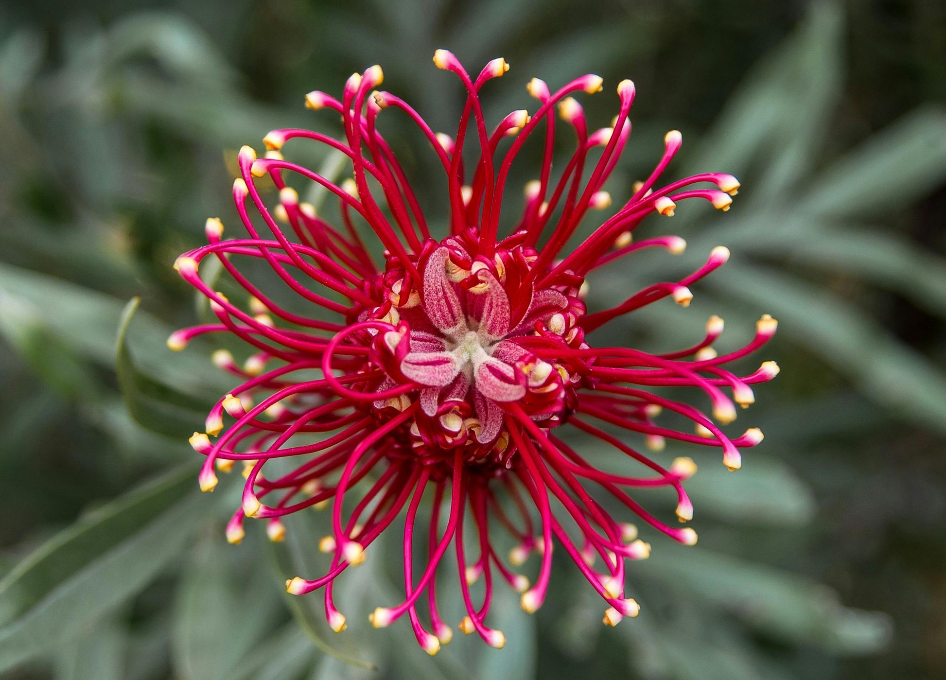 Grevillea Flower seeds for Planting Colorful Display Heirloom & GMO Free Seeds for Home Garden