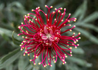 Grevillea Flower seeds for Planting Colorful Display Heirloom & GMO Free Seeds for Home Garden