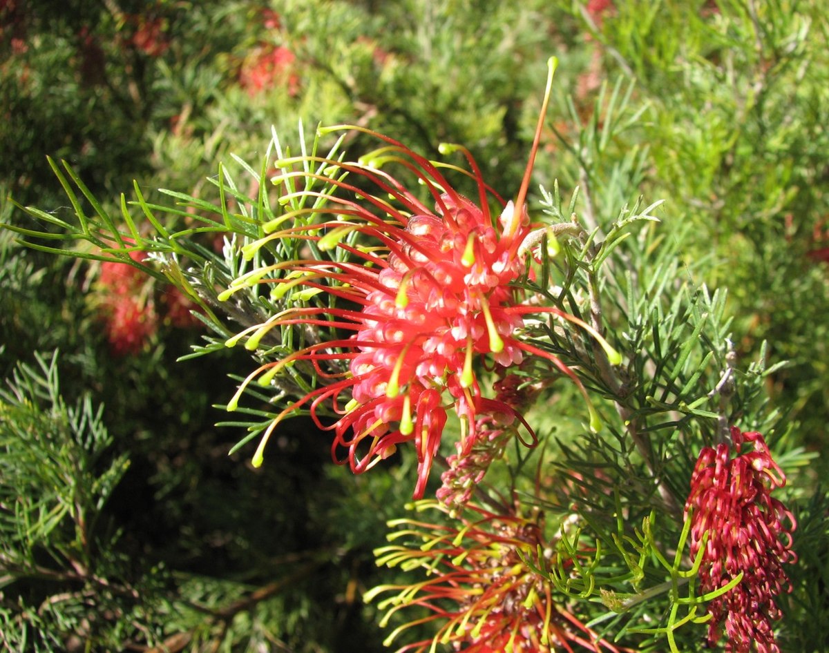 Grevillea Flower seeds for Planting Colorful Display Heirloom & GMO Free Seeds for Home Garden