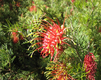 Grevillea Flower seeds for Planting Colorful Display Heirloom & GMO Free Seeds for Home Garden