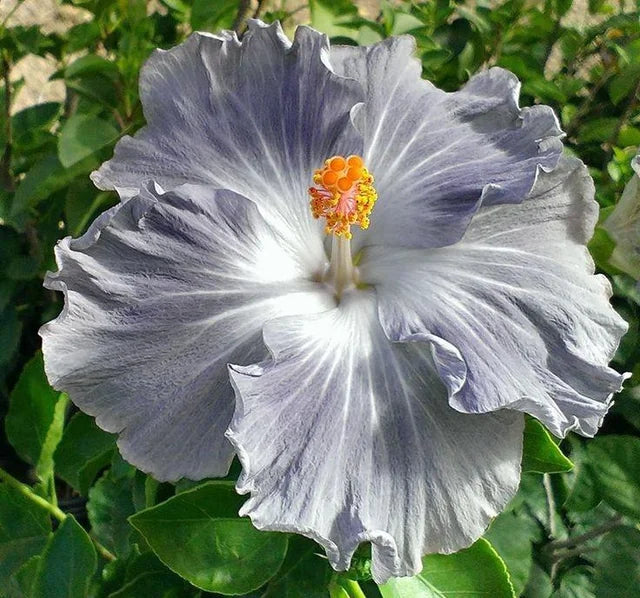 Light Grey Hibiscus Flower seeds for Planting Long Bloom Season Heirloom & GMO Free Seeds for Home Garden 
 
 Sale