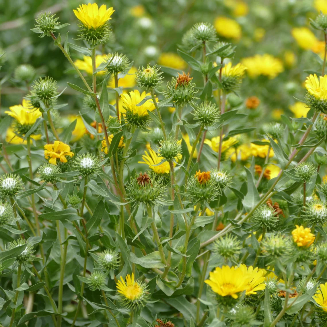 Grindelia Flower seeds for Planting - Seasonal Bloomer, Heirloom & GMO Free Seeds for Home Garden