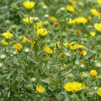 Grindelia Flower seeds for Planting - Seasonal Bloomer, Heirloom & GMO Free Seeds for Home Garden
