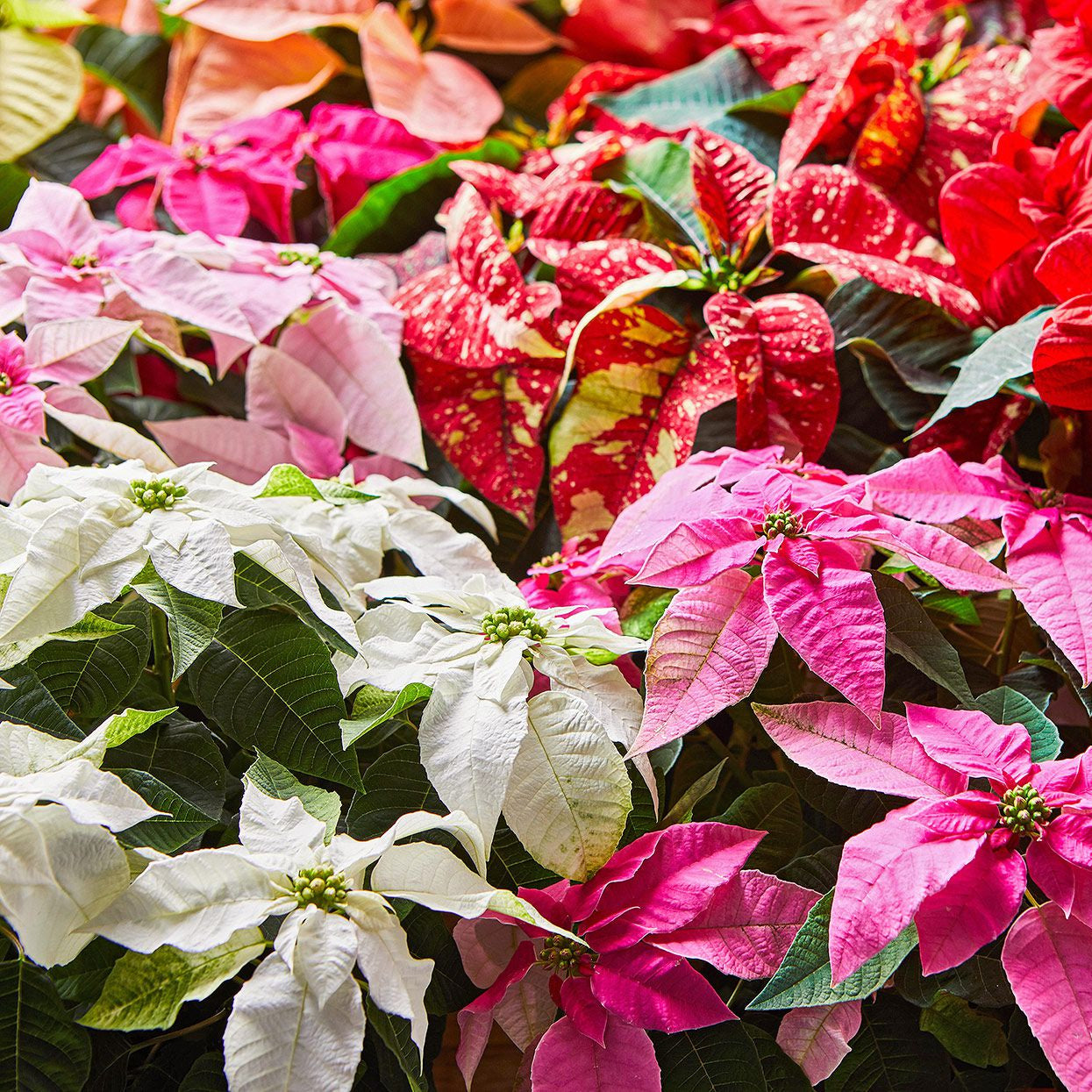 Green Poinsettia Perennial Flower seeds for Planting - Wildflower Mix, Heirloom & GMO Free Seeds for Home Garden