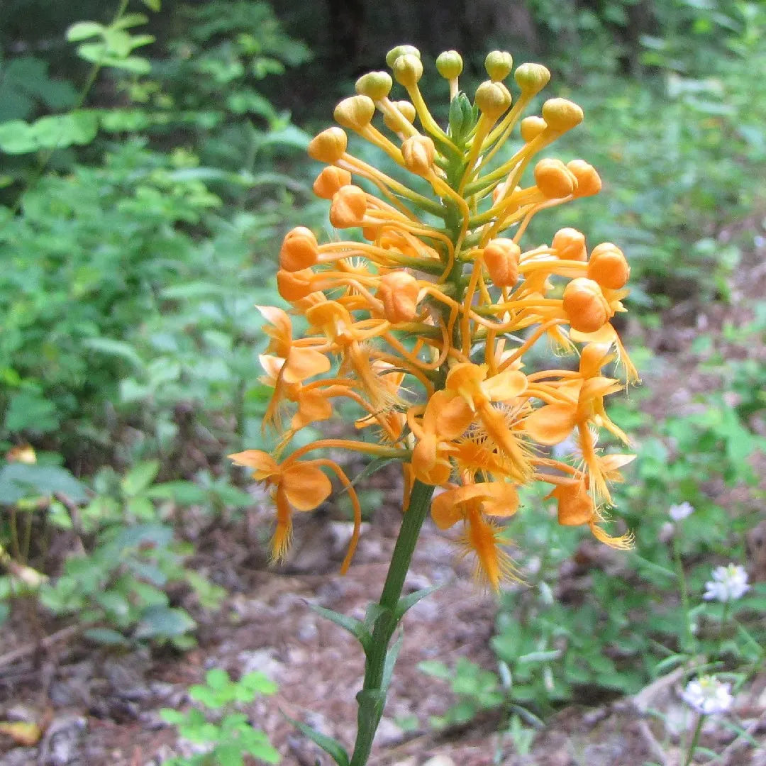 How to grow Butterfly Orchids from seeds at home