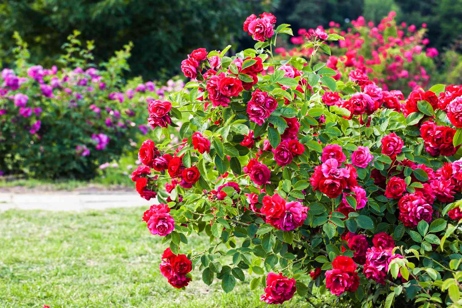 Pink Death Rose Seeds for Spring Planting