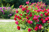 Pink Death Rose Seeds for Spring Planting