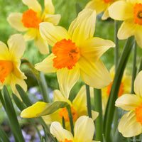 How to grow Orange Red Daffodil from seeds