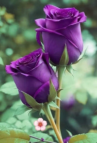 Dark Purple Roses growing beautifully in garden beds
