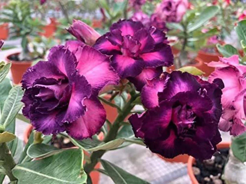 Guide to growing Desert Rose from Adenium Obesum Seeds