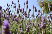 Provence Lavender Flower seeds for Planting Hardy Variety Heirloom & GMO Free Seeds for Home Garden 
 
 Sale