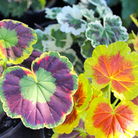 How to grow mixed leaf geranium plants from seeds