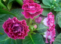 How to grow Pink Gloxinia from seeds