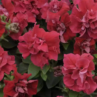 How to plant Red Double Petunia Seeds