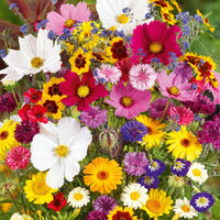 How to grow Sixfold Flowers from seeds easily
