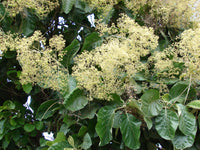 How to grow Tectona Grandis (Teak Tree) from seeds