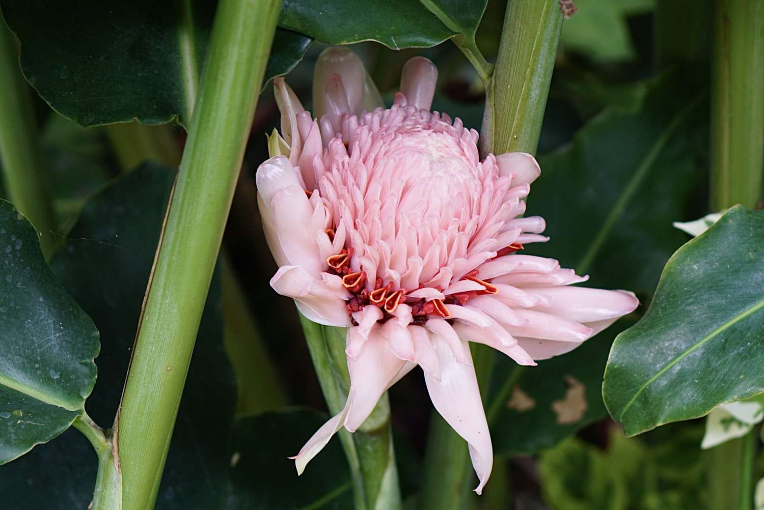 Pink Torch Ginger Flower seeds for Planting - Colorful Display, Heirloom & GMO Free Seeds for Home Garden