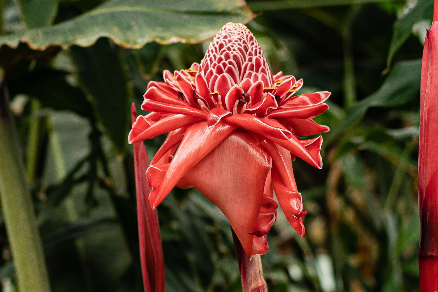 Ginger Etlingera Elatior Flower seeds for Planting Compact Growth Heirloom & GMO Free Seeds for Home Garden