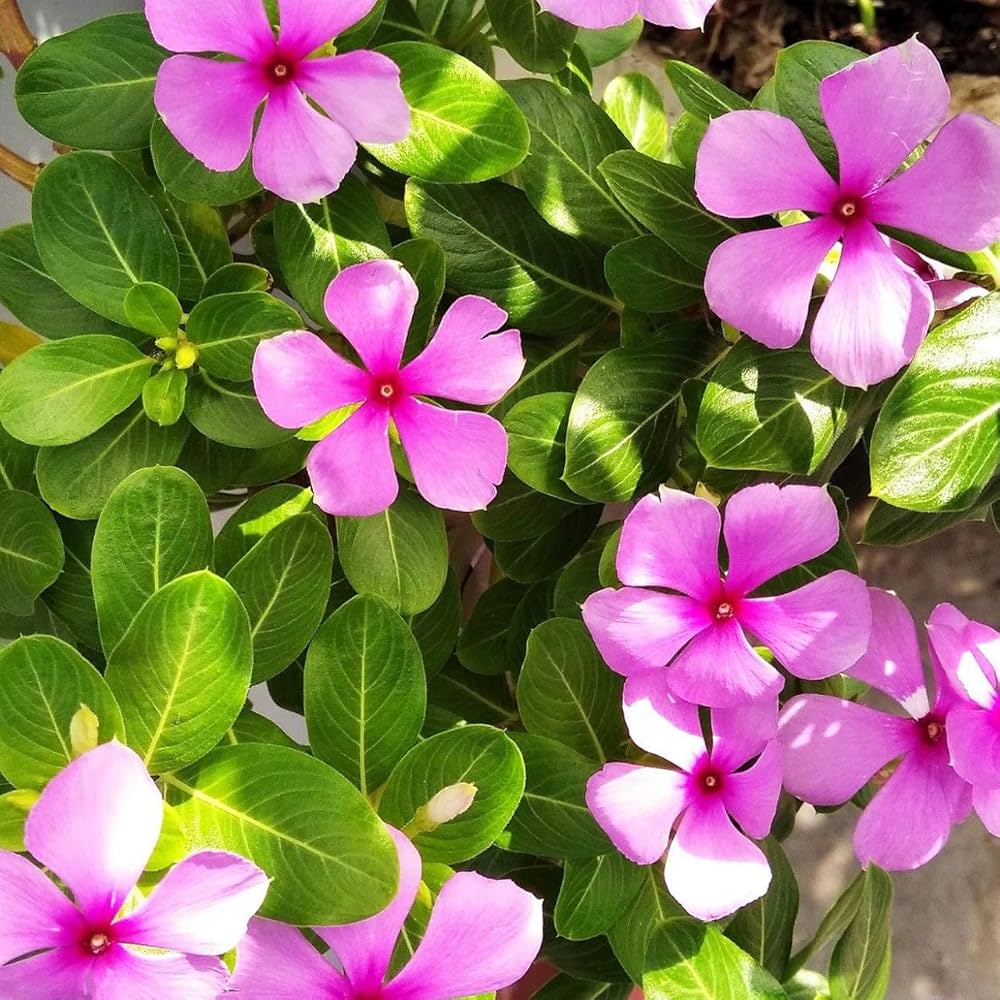 Vinca flower seeds growing in garden beds and pots