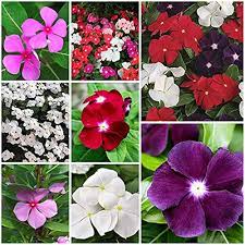Vinca flower seeds thriving in full sun