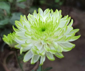 White Green Chrysanthemum Flower seeds for Planting - Pollinator Friendly, Heirloom & GMO Free Seeds for Home Garden