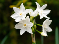 White Narcissus flowers growing in garden beds
