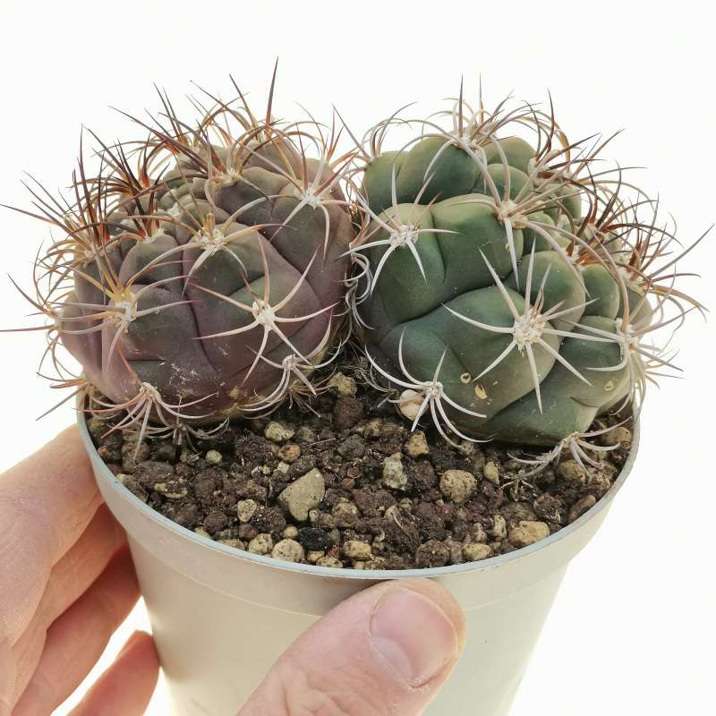 How to grow Yellow Marquezii from seeds easily