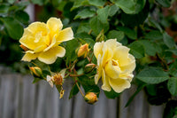 How to grow Yellow and White Roses from seeds