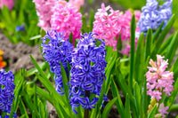 Hyacinth Flower seeds for Planting - Colorful Display, Heirloom & GMO Free Seeds for Home Garden