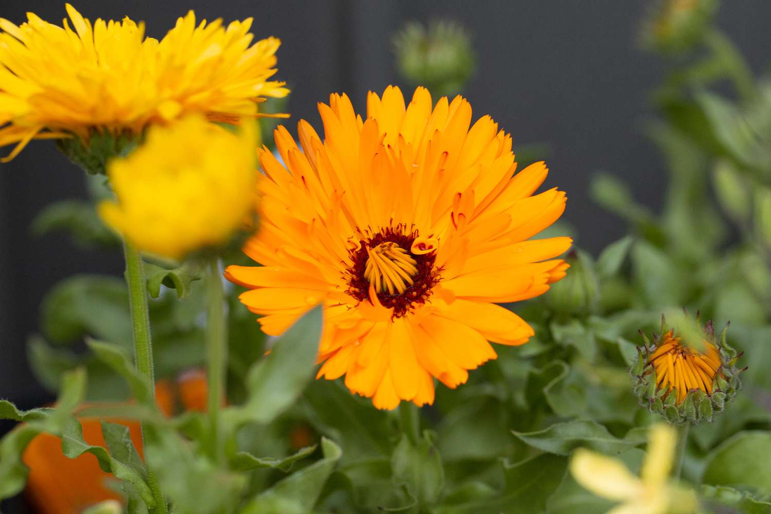 Calendula Marigold Flower seeds for Planting Cottage Garden Essential Heirloom & GMO Free Seeds for Home Garden