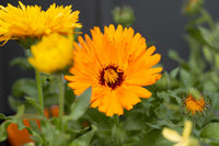 Calendula Marigold Flower seeds for Planting Cottage Garden Essential Heirloom & GMO Free Seeds for Home Garden