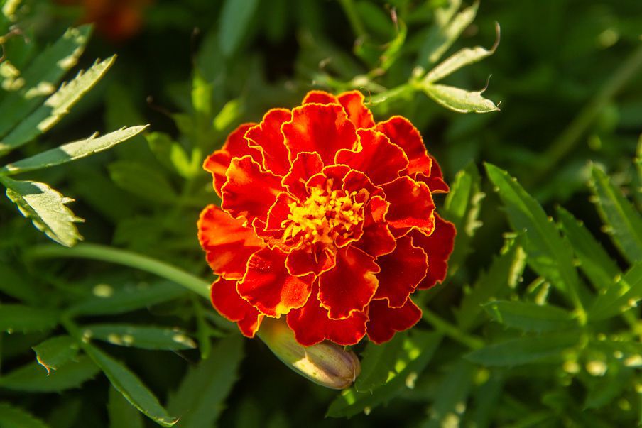 Marigold Red Marietta Flower Planting Seeds - Vibrant Garden Blooms for Colorful Landscapes