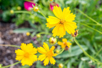 Coreopsis Flower seeds for Planting Cut Flower Favorite Heirloom & GMO Free Seeds for Home Garden