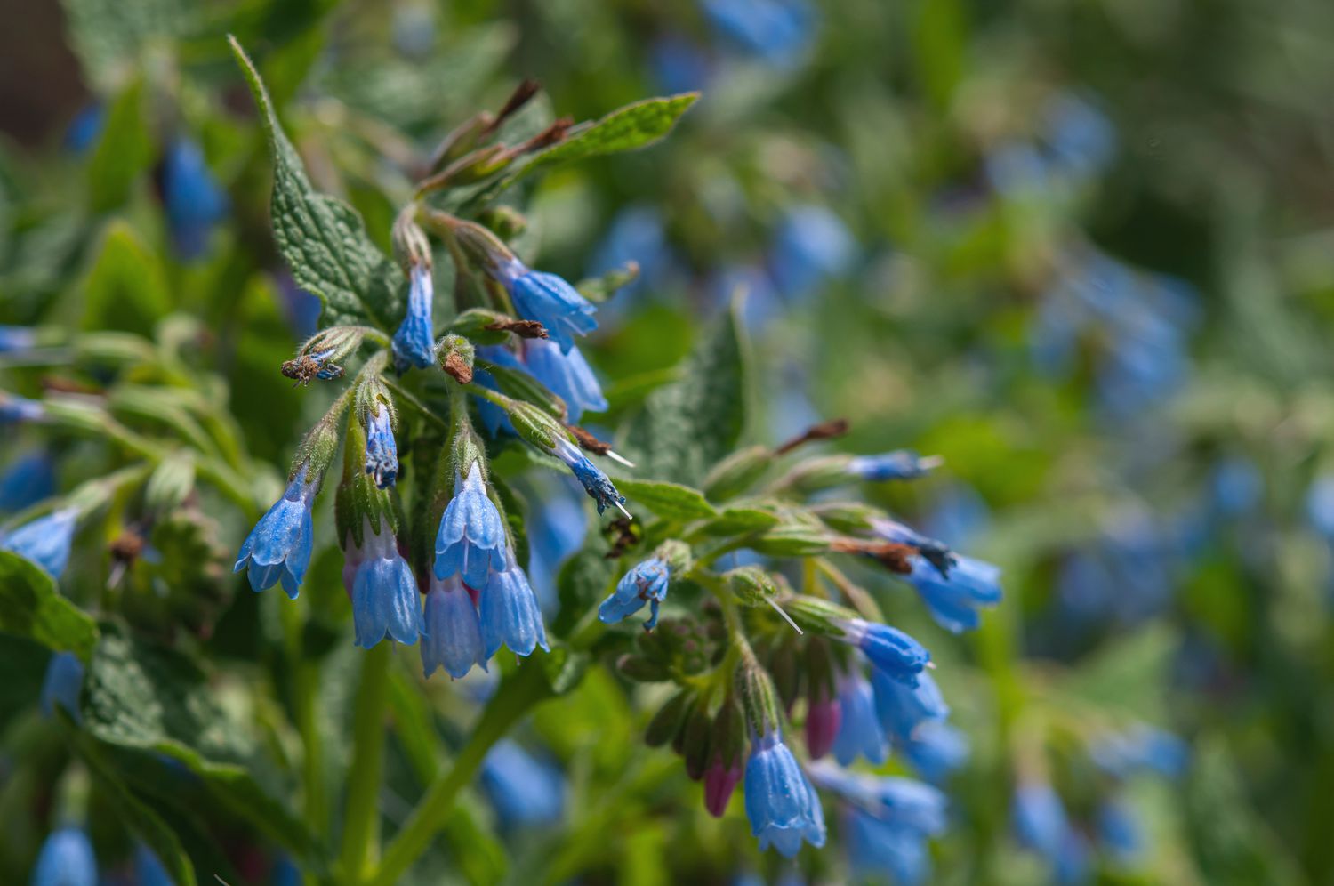 Comfrey Flower seeds for Planting Long Bloom Season Heirloom & GMO Free Seeds for Home Garden