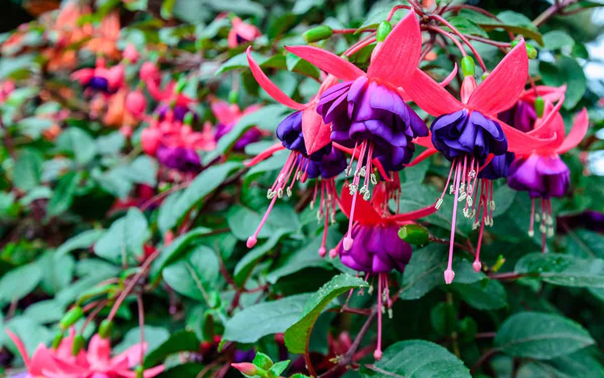 Fuchsia Perennial Flower seeds for Planting Garden Favorite Heirloom & GMO Free Seeds for Home Garden