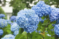 Blue Climbing Geranium Flower seeds for Planting - Long Bloom Season, Heirloom & GMO Free Seeds for Home Garden