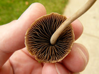 Light brown mushrooms growing in substrate